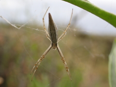 Argiope protensa