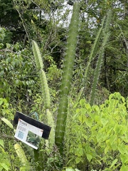 Leptocereus quadricostatus