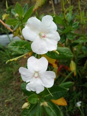 Impatiens sodenii image