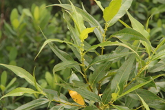 Salix lucida lucida