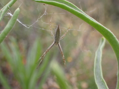 Argiope protensa