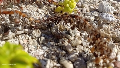 Lysimachia mauritiana