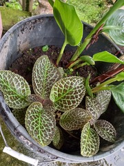 Episcia