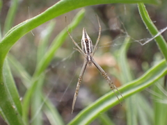 Argiope protensa