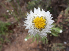 Polycalymma stuartii