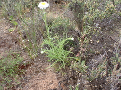 Polycalymma stuartii