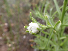 Polycalymma stuartii