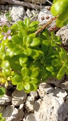 Lysimachia mauritiana