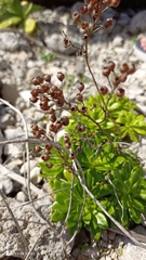 Lysimachia mauritiana