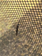 Anopheles punctipennis