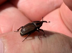 Sphenophorus crassus