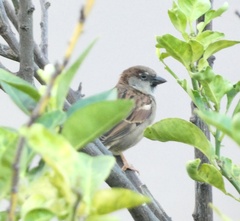 Passer domesticus