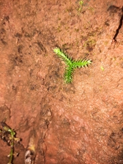 Lycopodiales