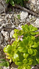 Lysimachia mauritiana