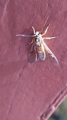 Arctiinae