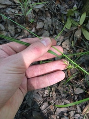 Carex lonchocarpa