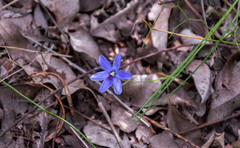 Agrostocrinum hirsutum