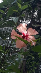 Hibiscus rosa-sinensis