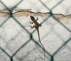 Anolis sagrei