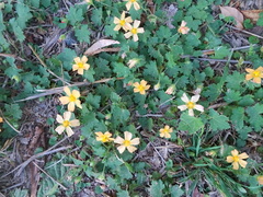 Modiolastrum malvifolium