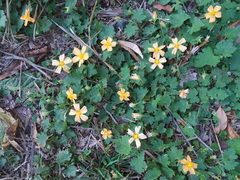 Modiolastrum malvifolium