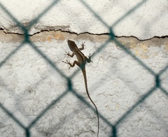 Anolis sagrei