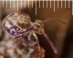 Ptenothrix maculosa olympia