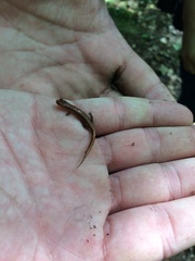 Desmognathus carolinensis