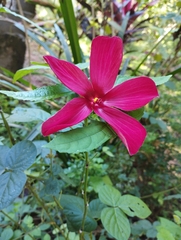 Abelmoschus moschatus