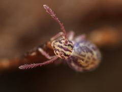 Ptenothrix maculosa olympia
