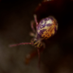 Ptenothrix maculosa olympia
