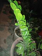 Zamioculcas