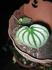 Peperomia argyreia