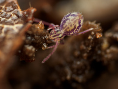 Ptenothrix maculosa olympia