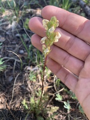Pedicularis contorta