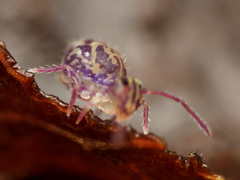 Ptenothrix maculosa olympia