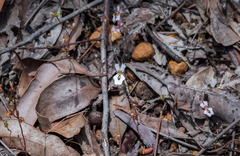 Stylidium calcaratum