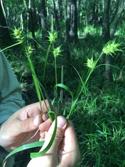 Carex gigantea image