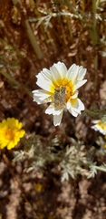 Promycteromyia