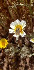 Promycteromyia