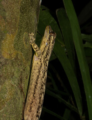 Thecadactylus solimoensis
