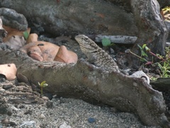 Leiocephalus carinatus