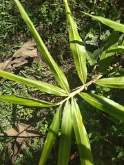 Sapium haematospermum