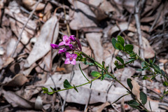 Boronia fastigiata