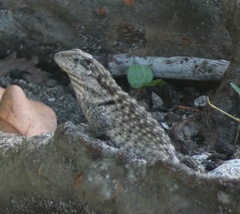 Leiocephalus carinatus