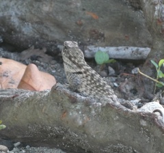 Leiocephalus carinatus