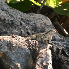 Leiocephalus carinatus