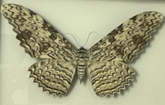 Thysania agrippina