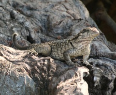 Leiocephalus carinatus