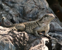 Leiocephalus carinatus